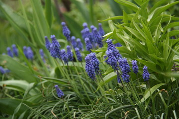 line of small blue flowers