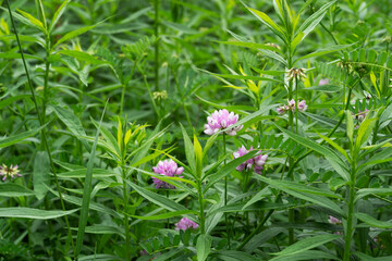 The pink and white clover-like flowers of Crown vetch, Securigera varia, is native to Europe and Asia, but invasive in the US where it crowds out native plant species.