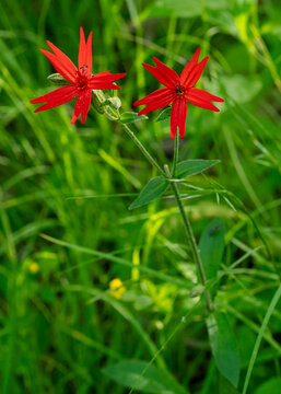 The bright red flowers of fire pink, Silene virginica, growing in a grassy field. Native to central and eastern North America.