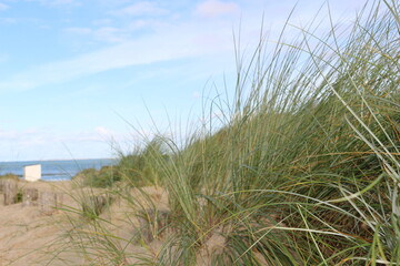 sand dunes and grass