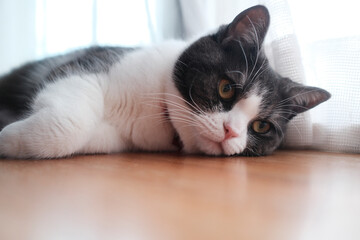 Naklejka premium 横になる猫