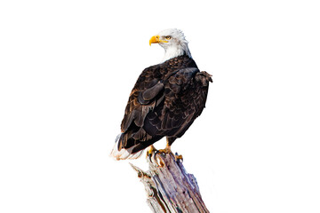 Bald eagle (Hakiaeetus leucocephalus) Photo, Perched Over an Isolated, Transparent PNG Background