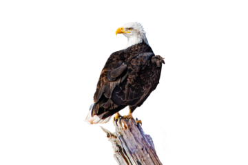 Bald eagle (Hakiaeetus leucocephalus) Photo, Perched Over an Isolated, Transparent PNG Background