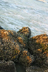 Felsen am Meer