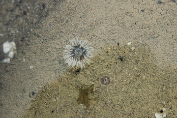 Dickhörnige Seerose an der Nordsee