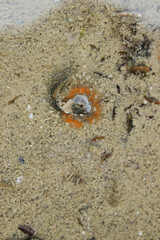 Dickhörnige Seerose an der Nordsee