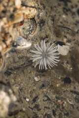 Dickhörnige Seerose an der Nordsee