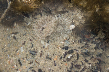 Dickhörnige Seerose an der Nordsee