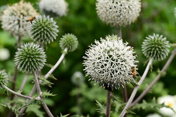 Busy bee picking nectar from white flowers in botanical garden of Victoria, BC, Canada