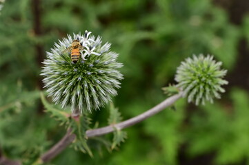 Busy bee picking nectar from white flowers in botanical garden of Victoria, BC, Canada