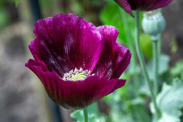 Dark purple Papaver of poppy flower in summer, close up