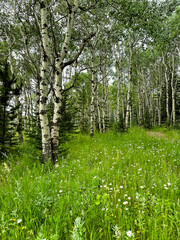 birch trees with clearing