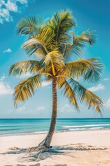 Fototapeta premium A palm tree standing tall on a sunny sandy beach