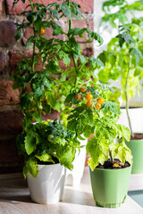 Concept of urban home gardening on the balcony or windowsill. Cherry tomato seedlings in the flower pot with ripe orange fruit. Leisure, hobby, sustainable lifestyle, eco habits