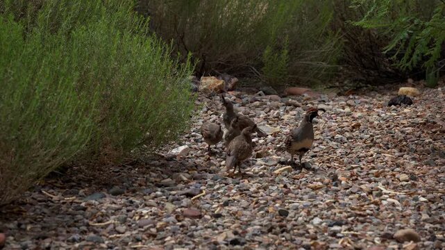 A family of quail in the Arizona desert