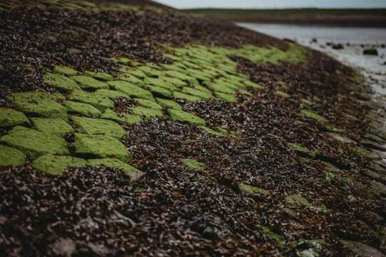 green moss on a stone