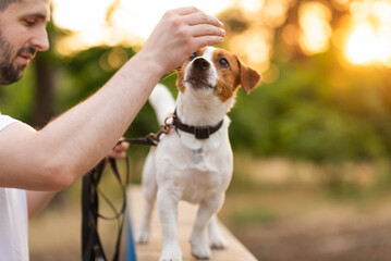 Cute Jack Russell Terrier dog outdoors walking and training in the park with his owner on a sunny day. Adorable puppy and his owner enjoying time together