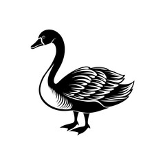 illustration of a white swan