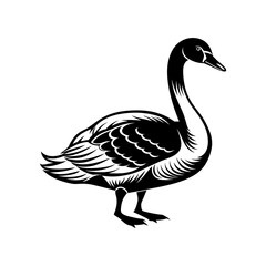 illustration of a white swan