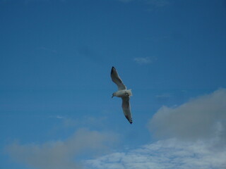 Seagull flying