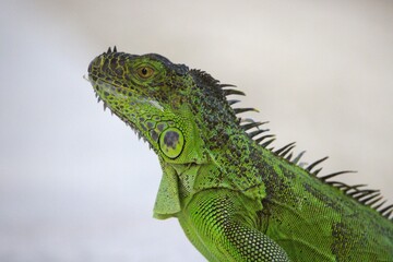 Fototapeta premium iguana on a branch