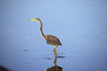 great heron