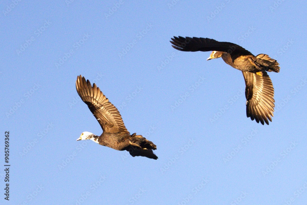 Wall mural ducks in fly on sky