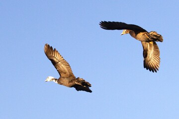 ducks in fly on sky