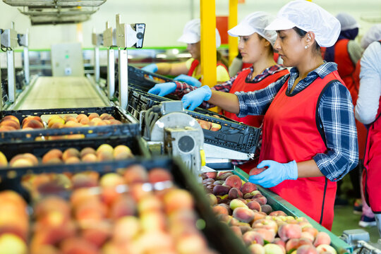 Latino female employees in uniform sorting fresh ripe peaches on producing grading line at fruit warehouse