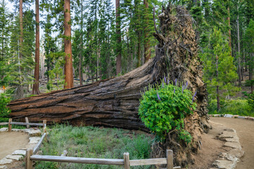 Sequoia Fallen Monarch in the Mariposa Grove, Yosemite National Park