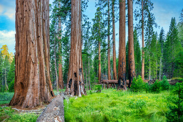 Mariposa Grove of Giant Sequoias, Yosemite National Park, California USA