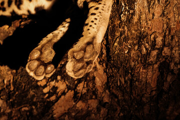 Leopard in the Zambian bush