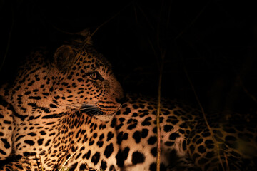 Leopard at night in the Zambian bush