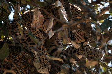 Leopard in a tree in the Zambian bush