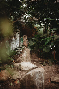 Owl in the zoo