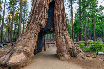 The California Tunnel Tree. The tunnel was carved through the tree in 1895 to allow horse-drawn...