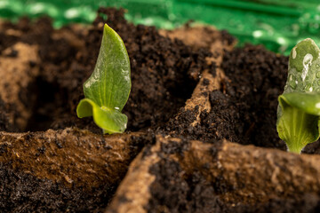 the first sprouts of pumpkin and watermelon in paper pots