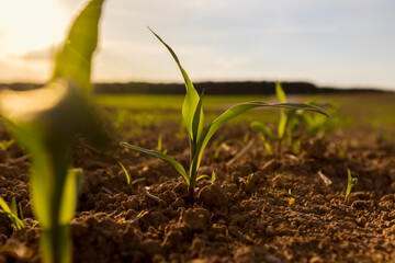 a field with a corn harvest in the evening