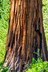 Sequoia National Park and Kings Canyon. Giant sequoia trees, forest trails, wooden fence and hiking trail, Kings River Canyons