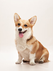 A Corgi sits elegantly against a soft background, its gaze fixed forward and tongue playfully out....