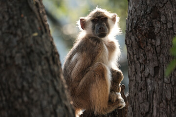 Monkey sitting in a tree in Africa 
