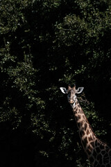 Giraffe pokes out in African wilderness 