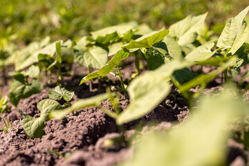 a field with peppers in the summer season