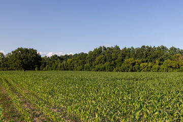 a green oak in green corn on a blue sky background