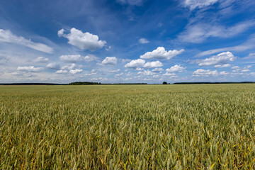 Naklejka premium a field with wheat that turns from green to yellow during ripening
