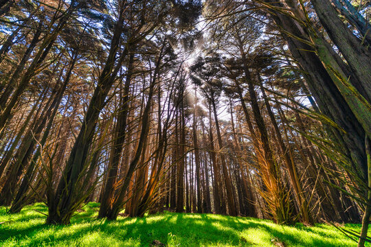 red wood forest outdoor nature summer