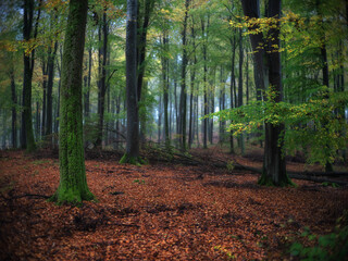 Las we mgle © Robert