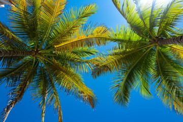 Obraz premium Palm leaf background. Palm leaf texture. Palm foliage over blue sky. Palms tree backdrop. Tropical green background.