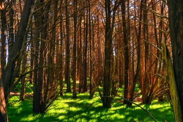 red wood forest outdoor nature summer