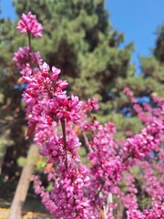 Beautiful spring flowers